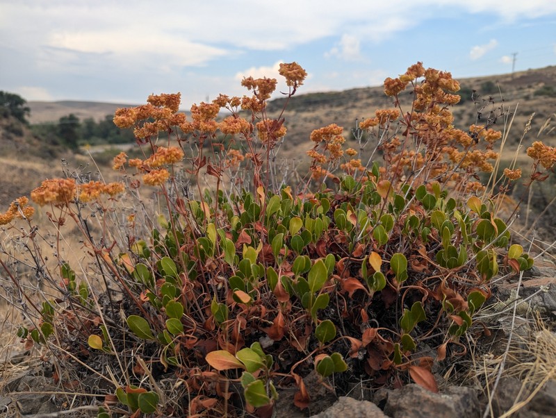 Eriogonum umbellatum var. devestivum
