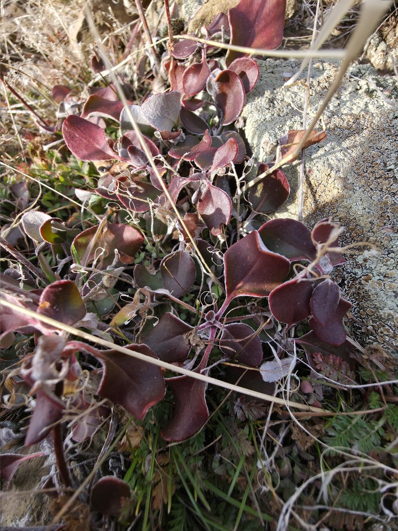 Eriogonum umbellatum var. dichrocephalum