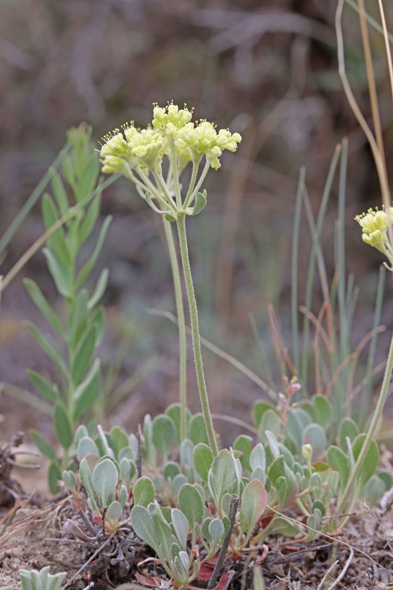 Eriogonum umbellatum var. dichrocephalum photo 2