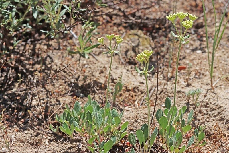Eriogonum umbellatum var. dichrocephalum photo 3