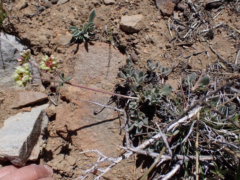 Eriogonum umbellatum var. dichrocephalum photo 4