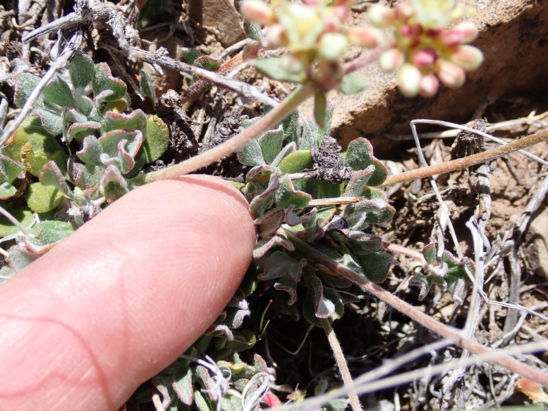 Eriogonum umbellatum var. dichrocephalum photo 5