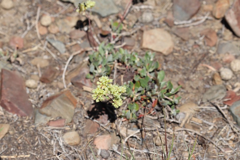 Eriogonum umbellatum var. dichrocephalum photo 6