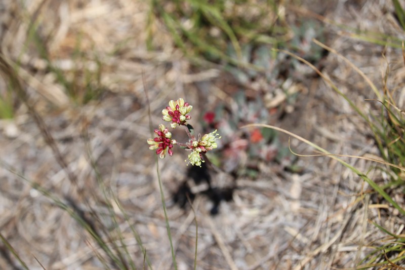 Eriogonum umbellatum var. dichrocephalum photo 7