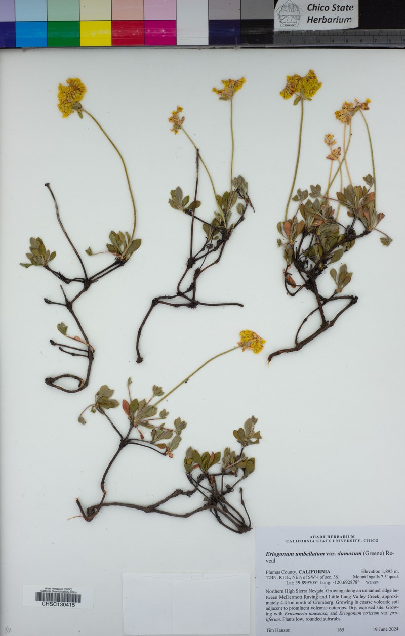 Eriogonum umbellatum var. dumosum