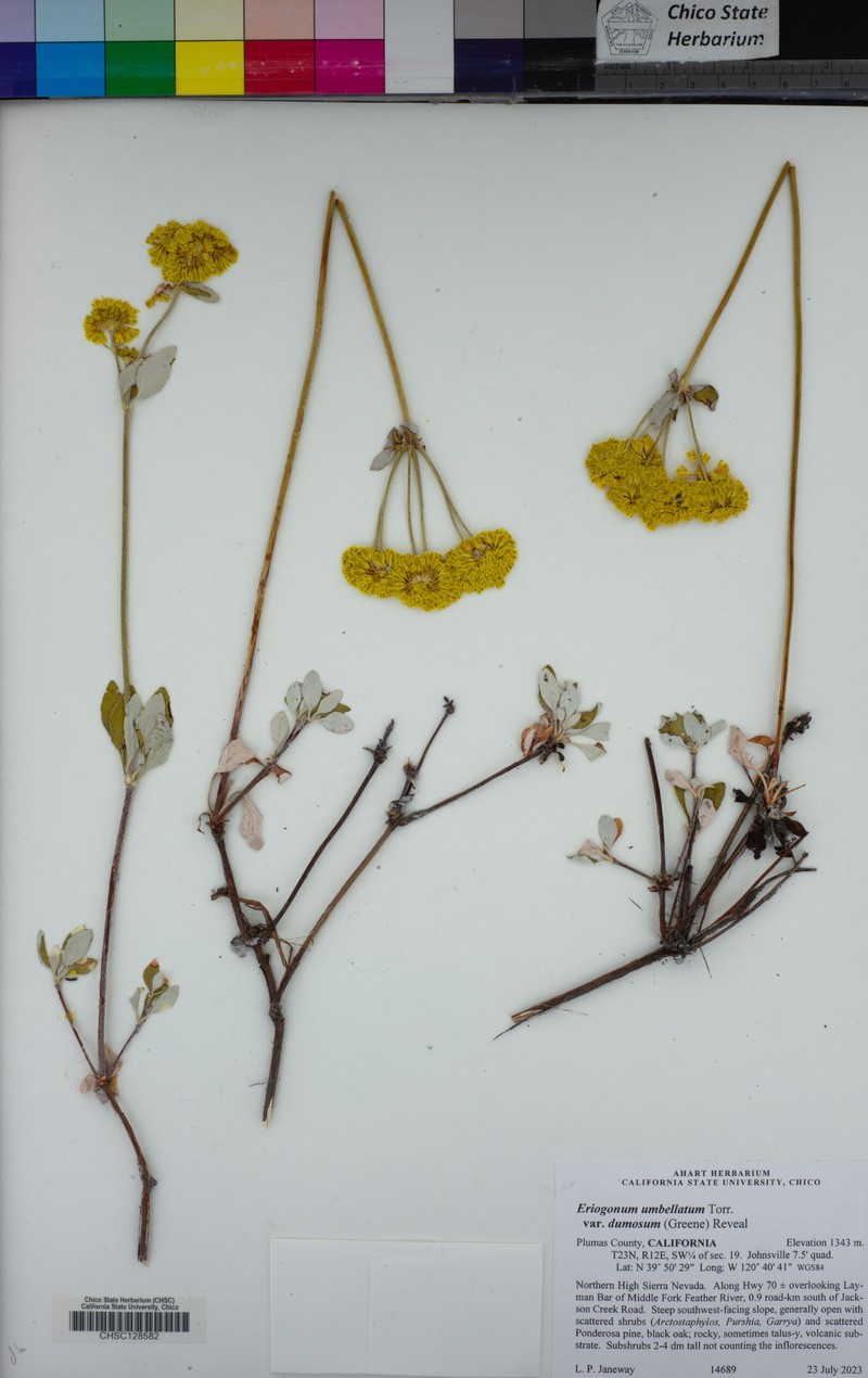 Eriogonum umbellatum var. dumosum photo 2