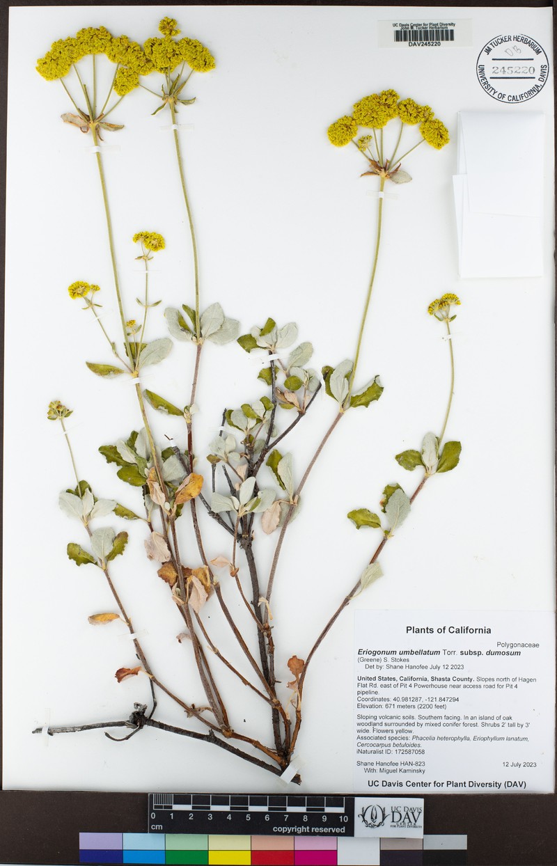 Eriogonum umbellatum var. dumosum photo 3