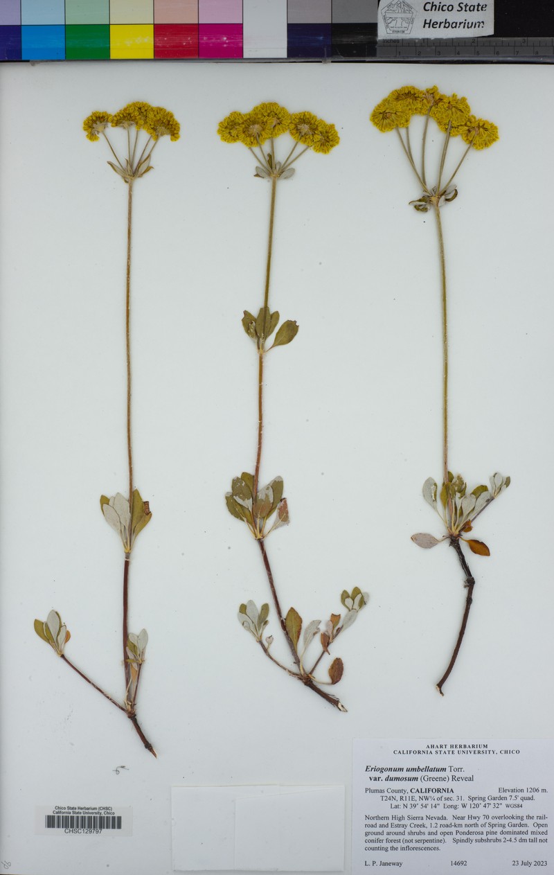Eriogonum umbellatum var. dumosum photo 4