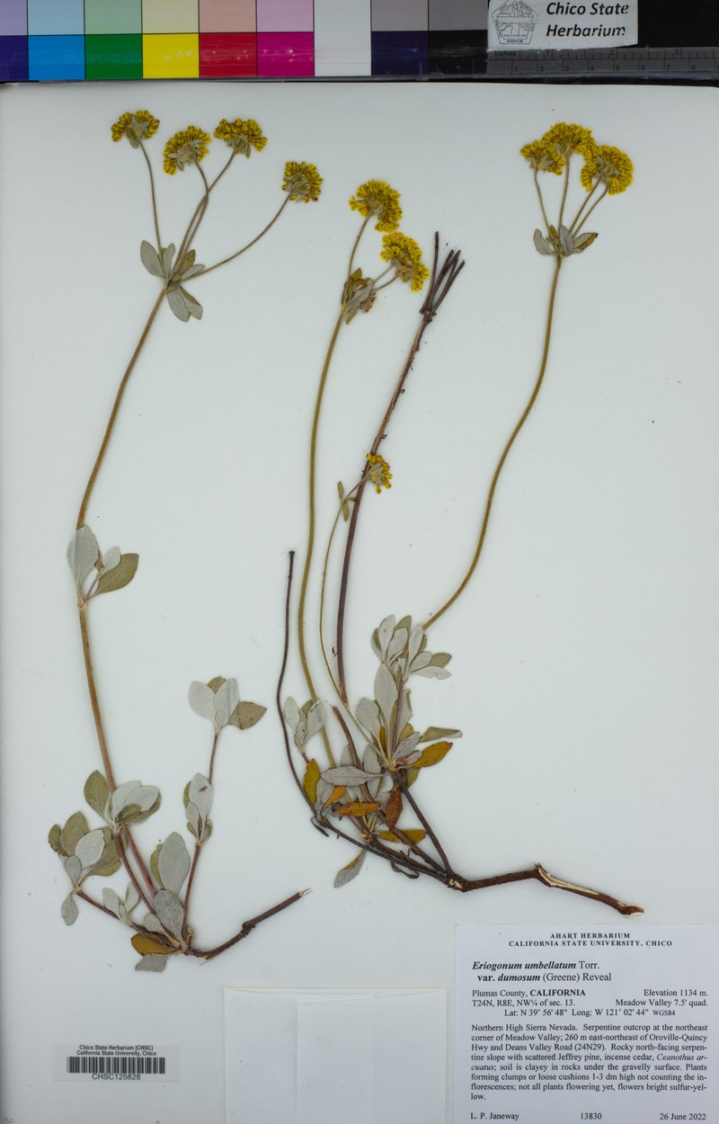 Eriogonum umbellatum var. dumosum photo 5