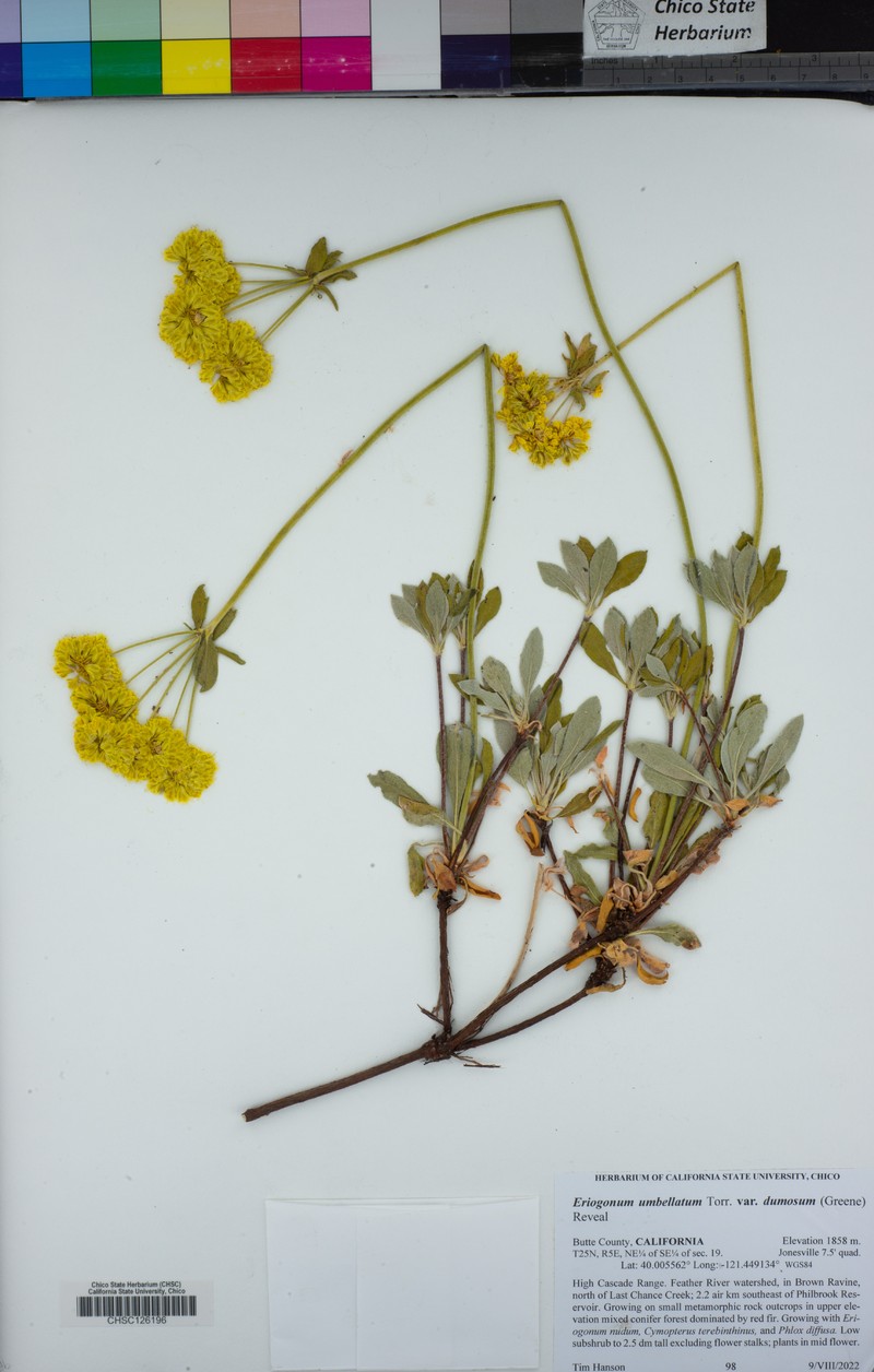 Eriogonum umbellatum var. dumosum photo 6