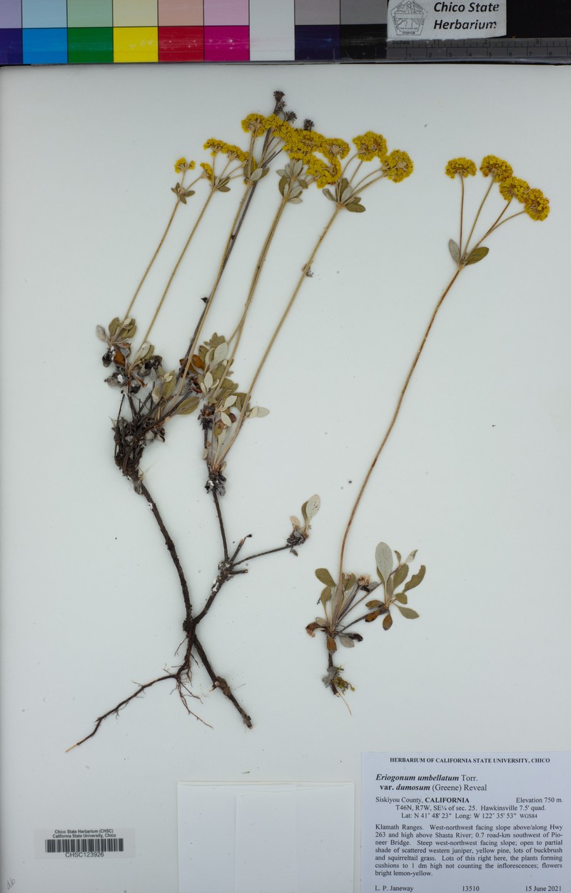 Eriogonum umbellatum var. dumosum photo 7
