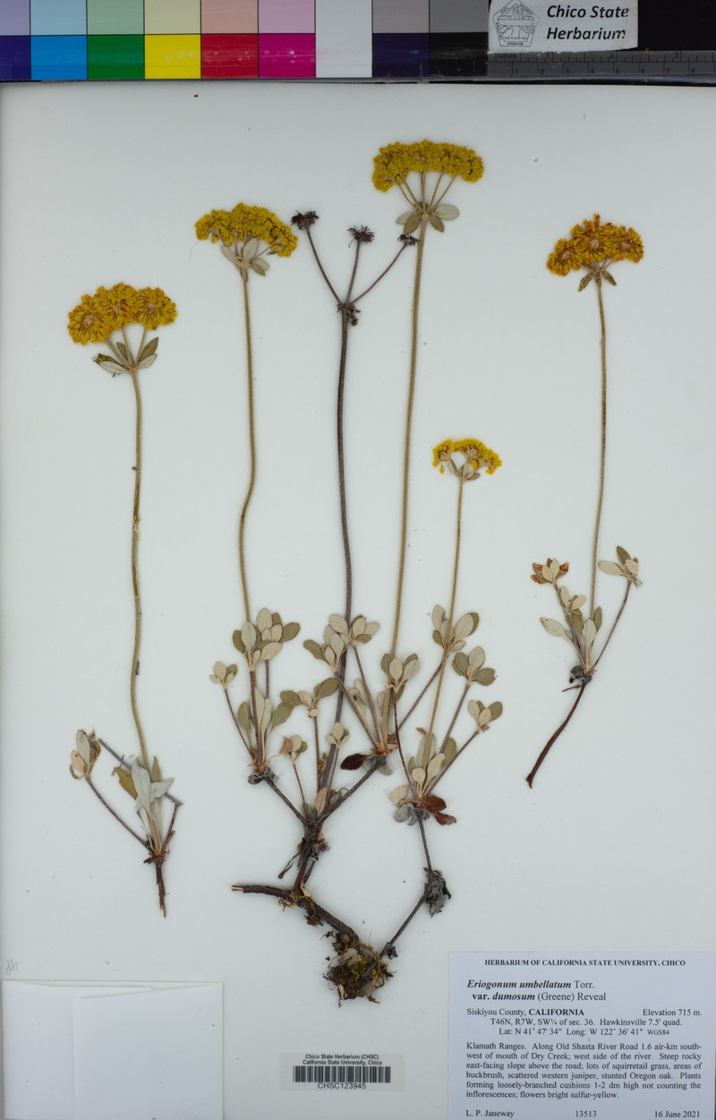Eriogonum umbellatum var. dumosum photo 8