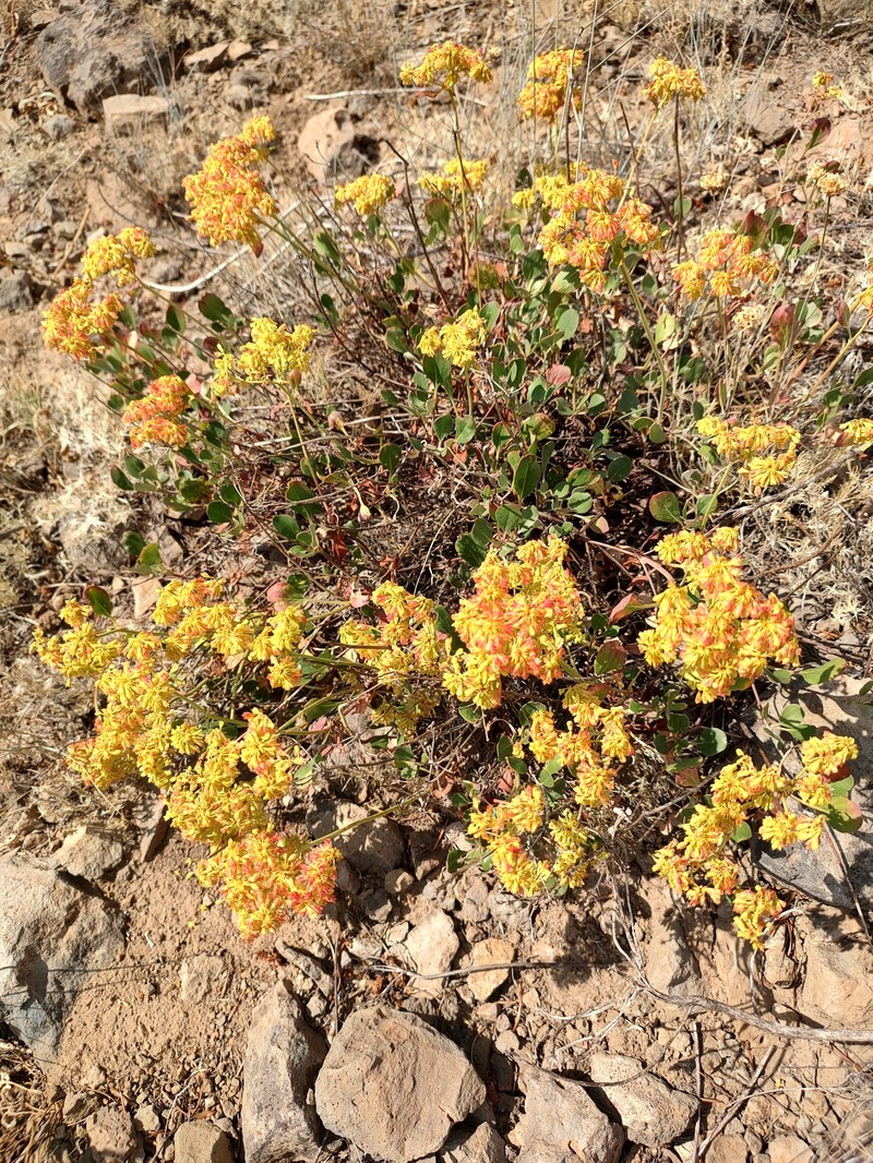 Eriogonum umbellatum var. ellipticum