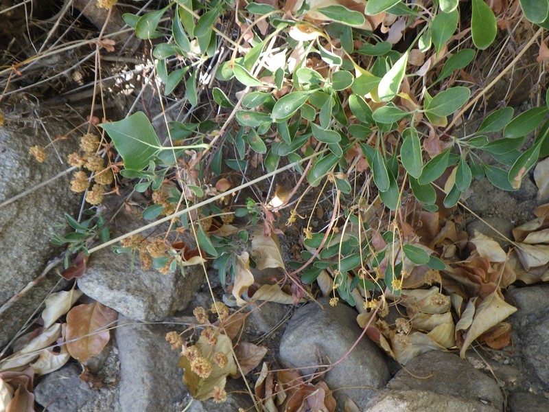 Eriogonum umbellatum var. ellipticum photo 2