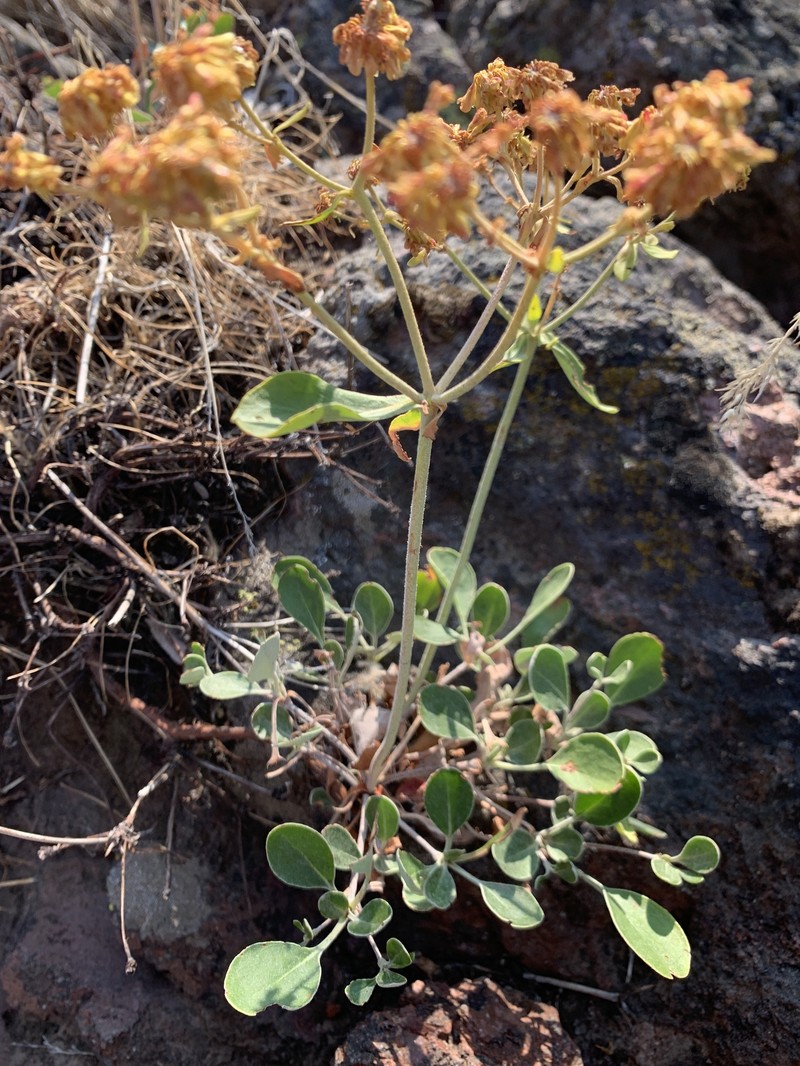 Eriogonum umbellatum var. ellipticum photo 3