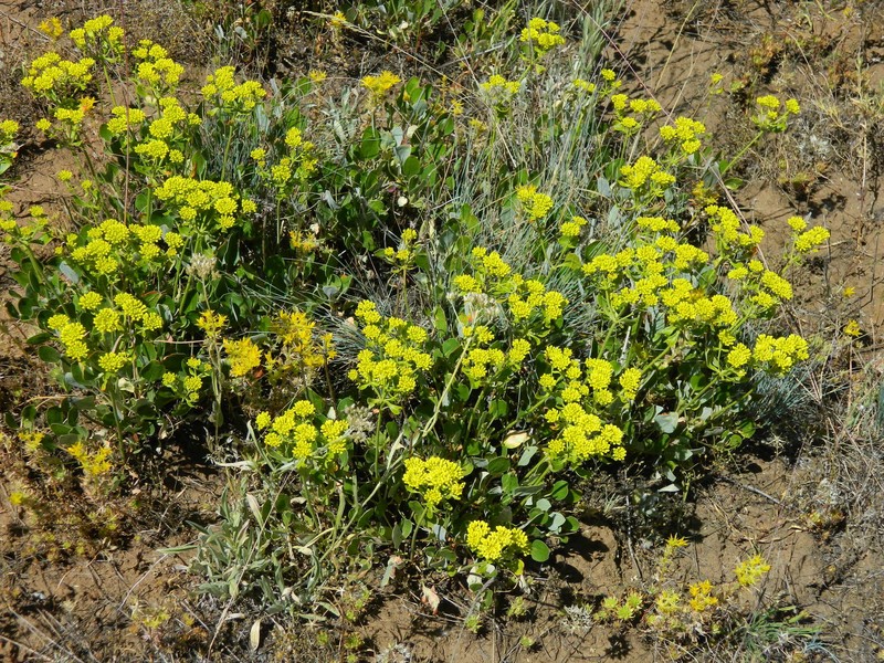 Eriogonum umbellatum var. ellipticum photo 4