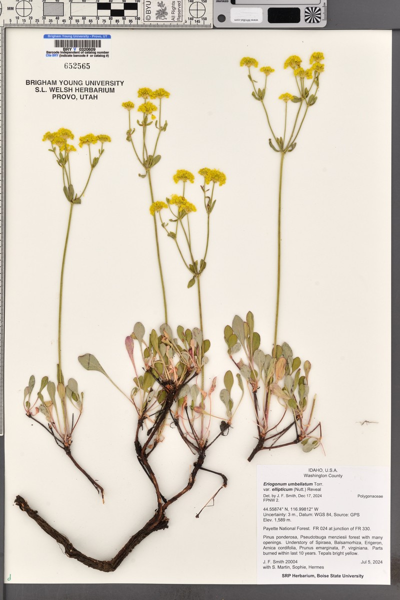 Eriogonum umbellatum var. ellipticum photo 5