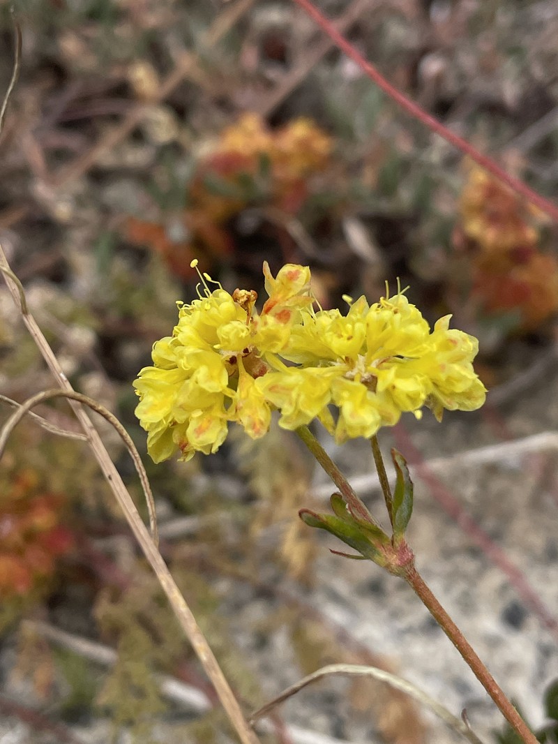 Eriogonum umbellatum var. furcosum