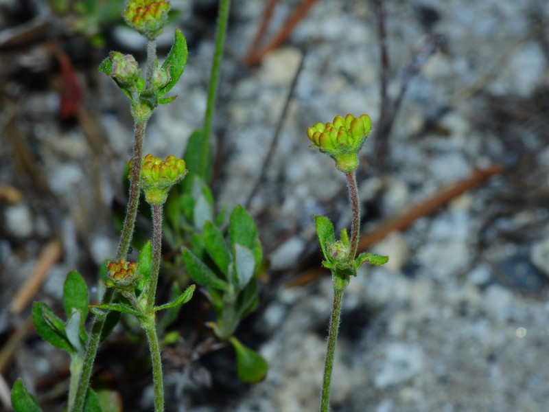 Eriogonum umbellatum var. furcosum photo 2