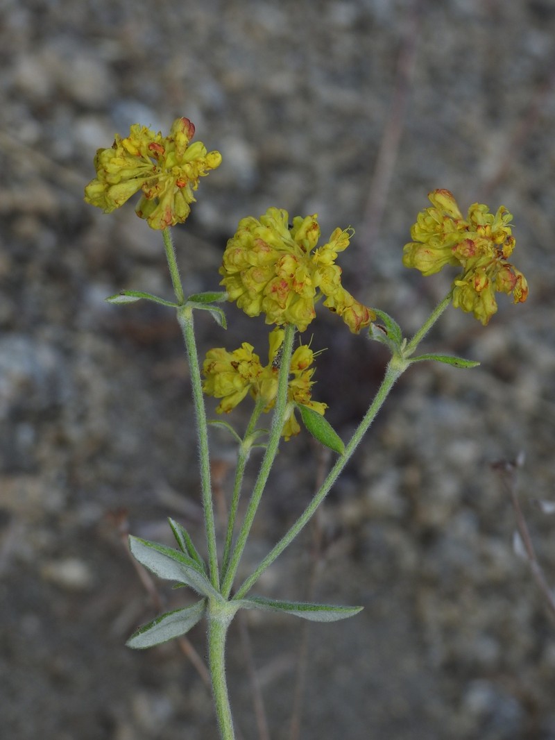 Eriogonum umbellatum var. furcosum photo 3
