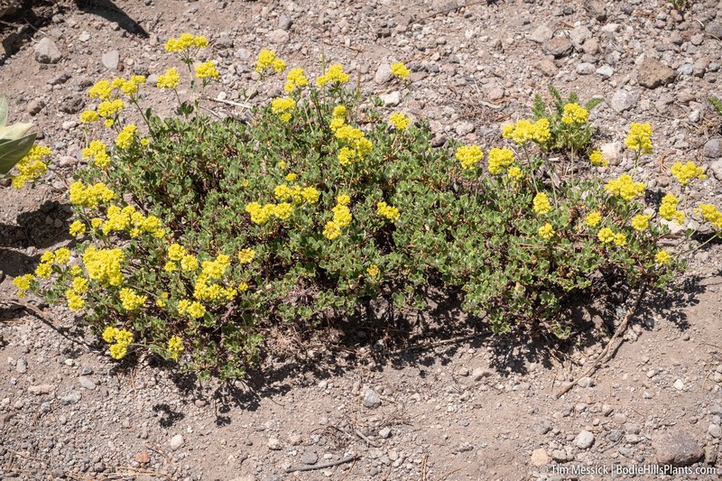 Eriogonum umbellatum var. furcosum photo 4