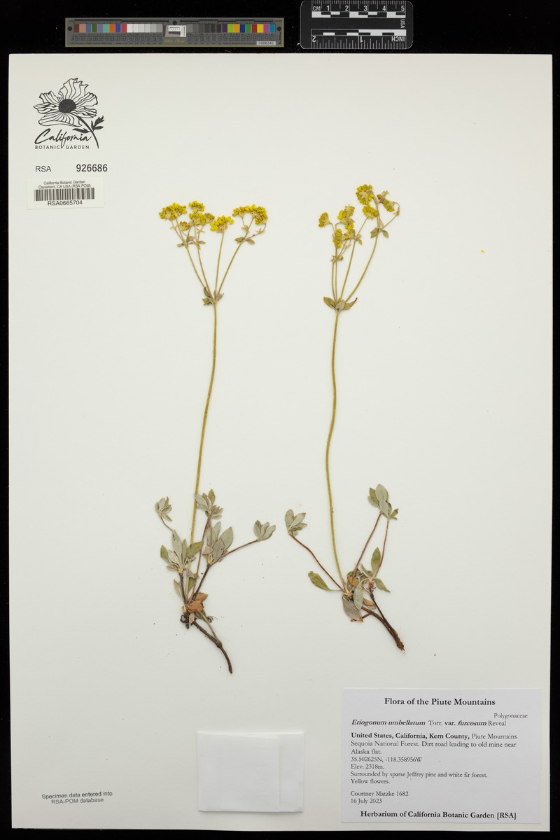 Eriogonum umbellatum var. furcosum photo 5