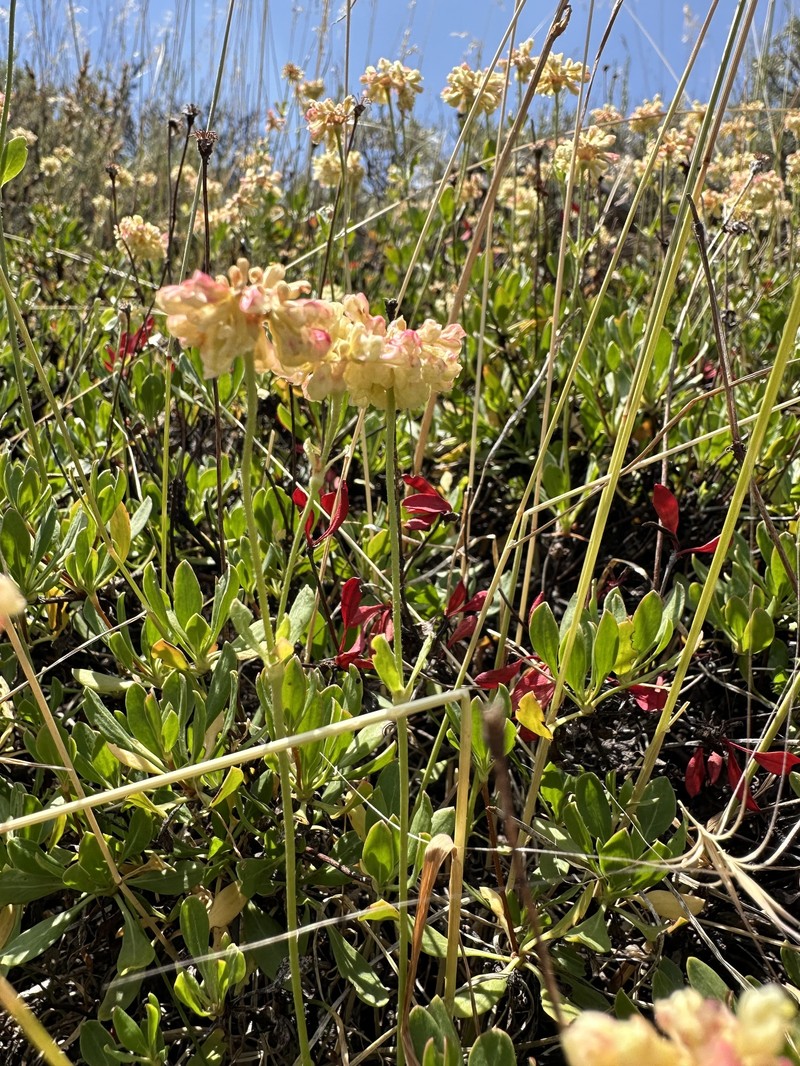Eriogonum umbellatum var. glaberrimum