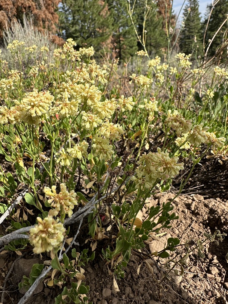 Eriogonum umbellatum var. glaberrimum photo 2