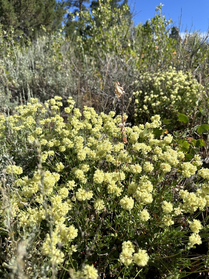 Eriogonum umbellatum var. glaberrimum photo 3