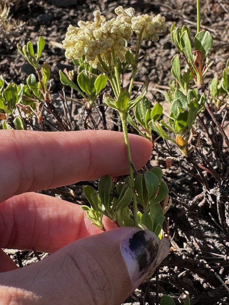 Eriogonum umbellatum var. glaberrimum photo 4