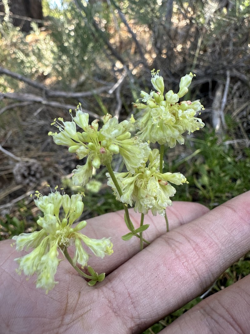 Eriogonum umbellatum var. glaberrimum photo 5
