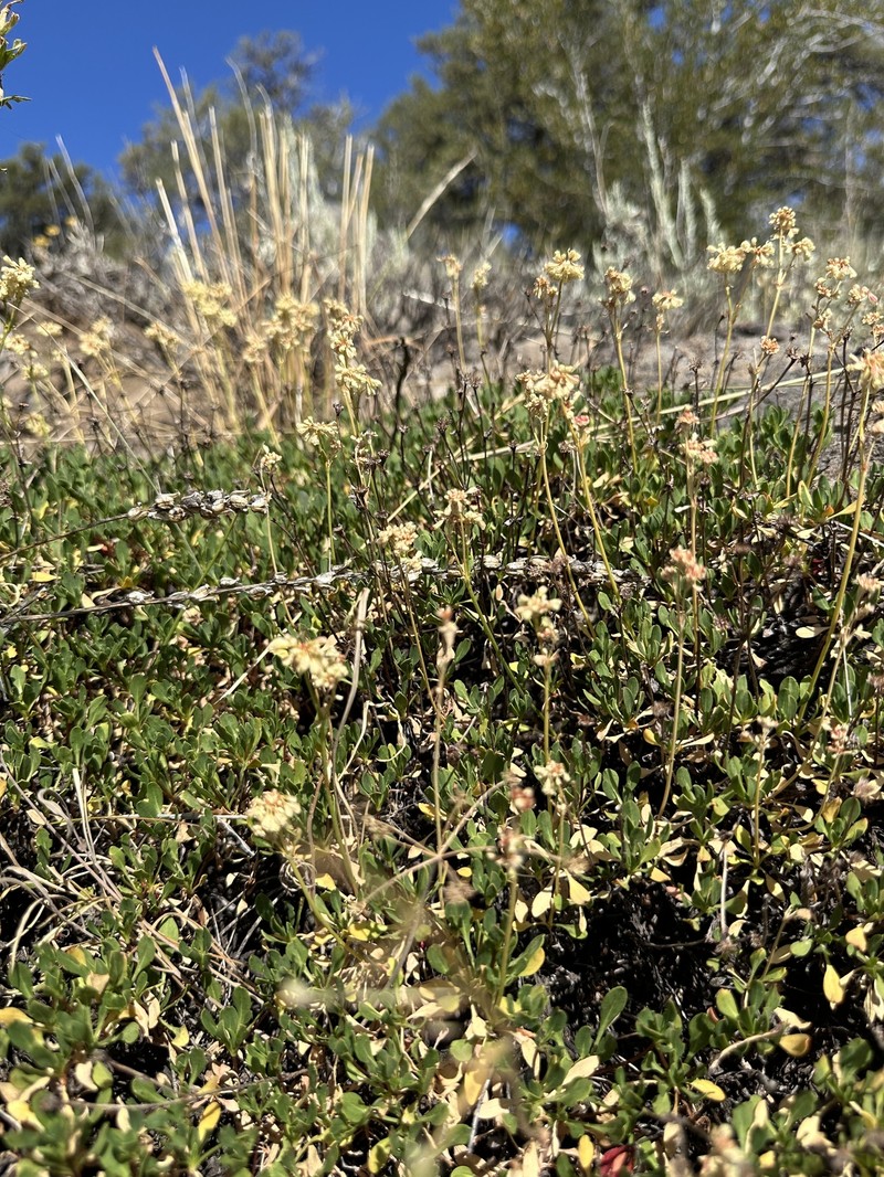 Eriogonum umbellatum var. glaberrimum photo 6