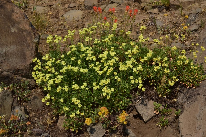 Eriogonum umbellatum var. glaberrimum photo 7