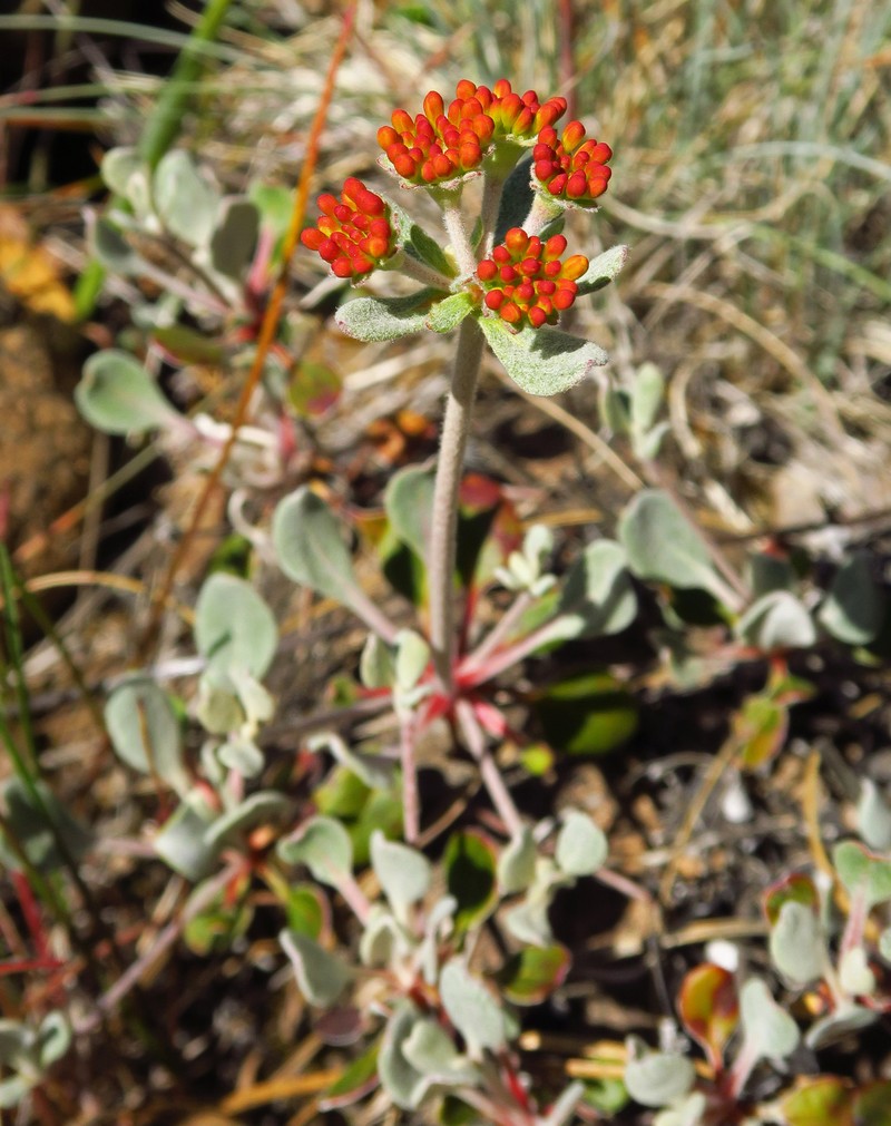 Eriogonum umbellatum var. goodmanii