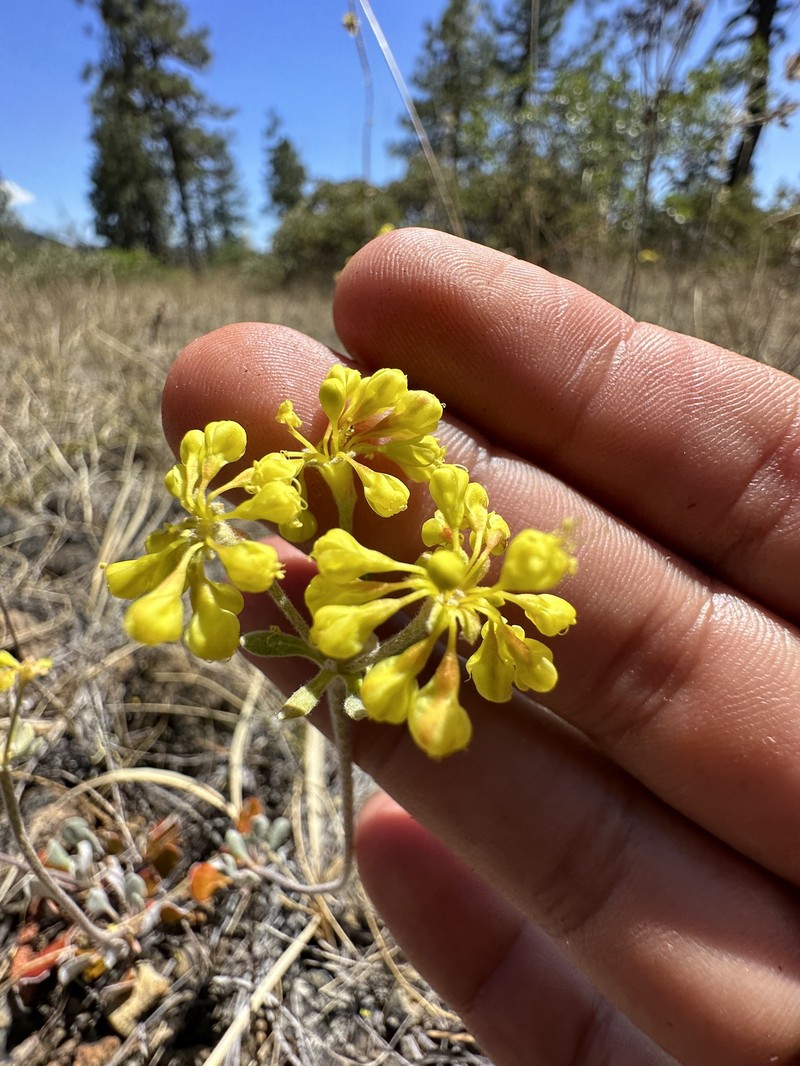Eriogonum umbellatum var. goodmanii photo 2