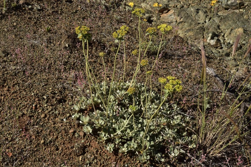 Eriogonum umbellatum var. goodmanii photo 3