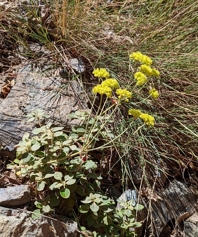 Eriogonum umbellatum var. goodmanii photo 4