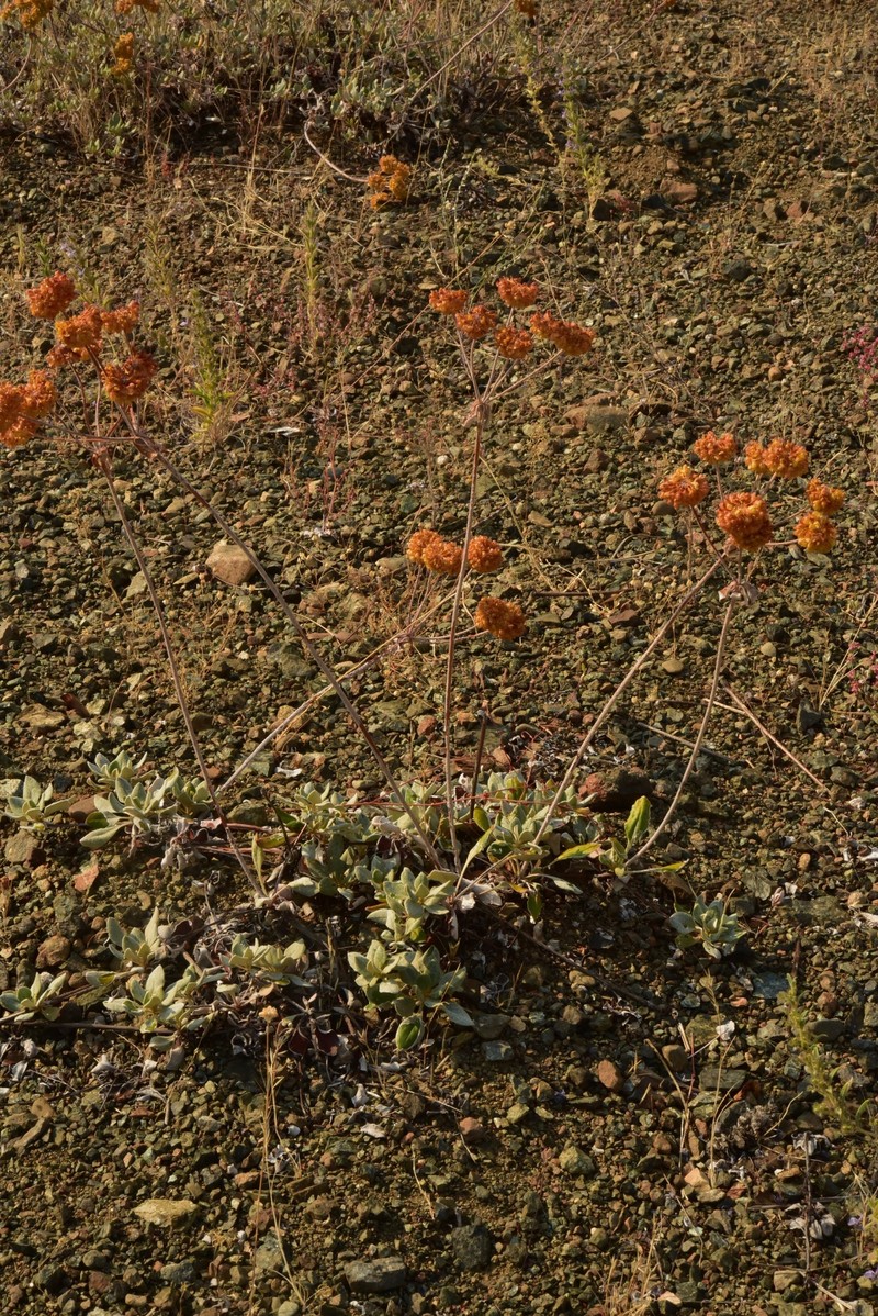 Eriogonum umbellatum var. goodmanii photo 5