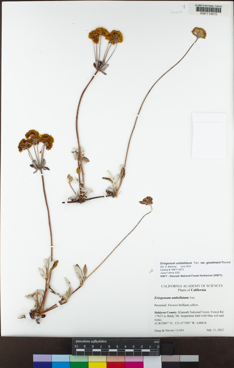 Eriogonum umbellatum var. goodmanii photo 6