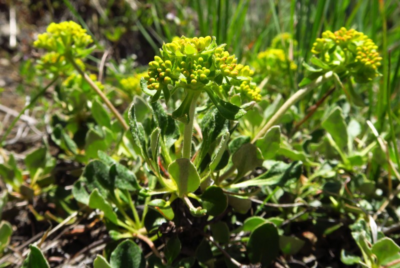 Eriogonum umbellatum var. haussknechtii