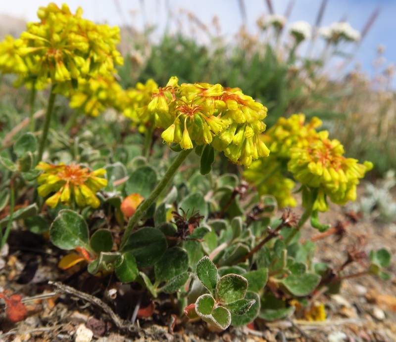 Eriogonum umbellatum var. haussknechtii photo 2