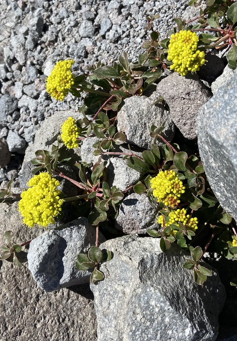 Eriogonum umbellatum var. haussknechtii photo 3