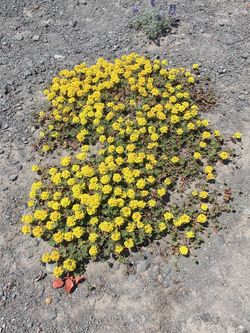 Eriogonum umbellatum var. haussknechtii photo 4