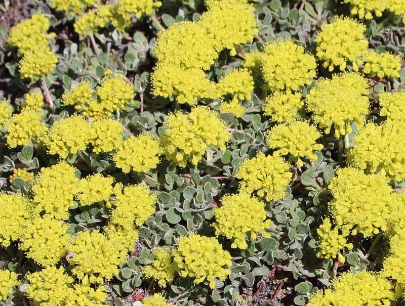 Eriogonum umbellatum var. haussknechtii photo 5