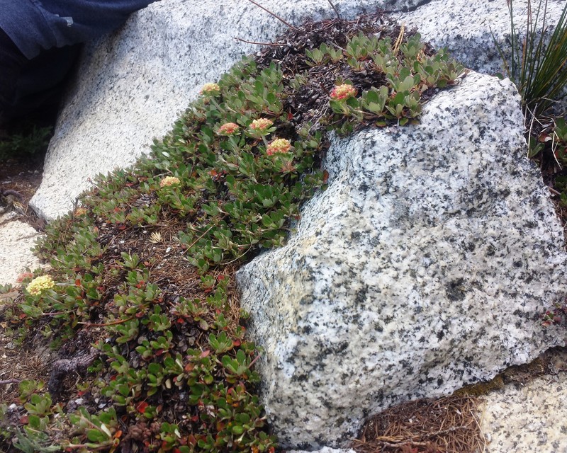 Eriogonum umbellatum var. haussknechtii photo 6