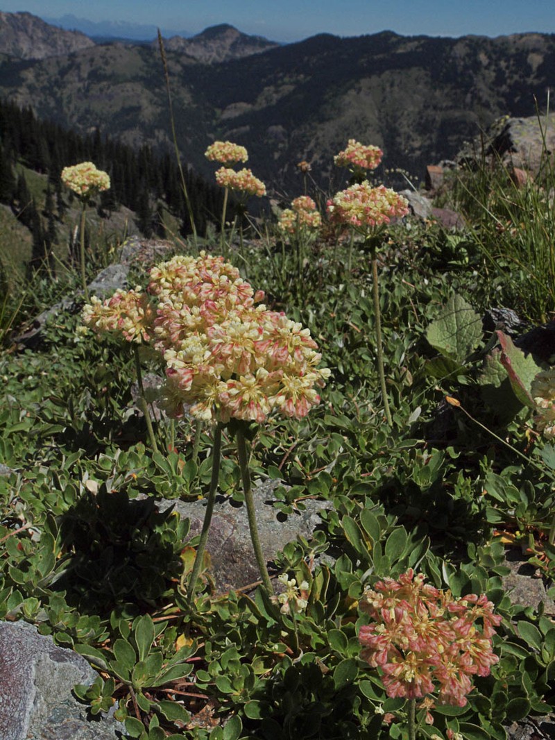 Eriogonum umbellatum var. haussknechtii photo 7