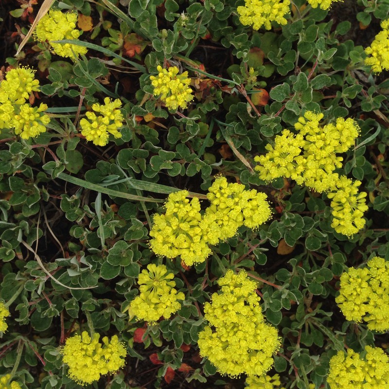 Eriogonum umbellatum var. haussknechtii photo 8