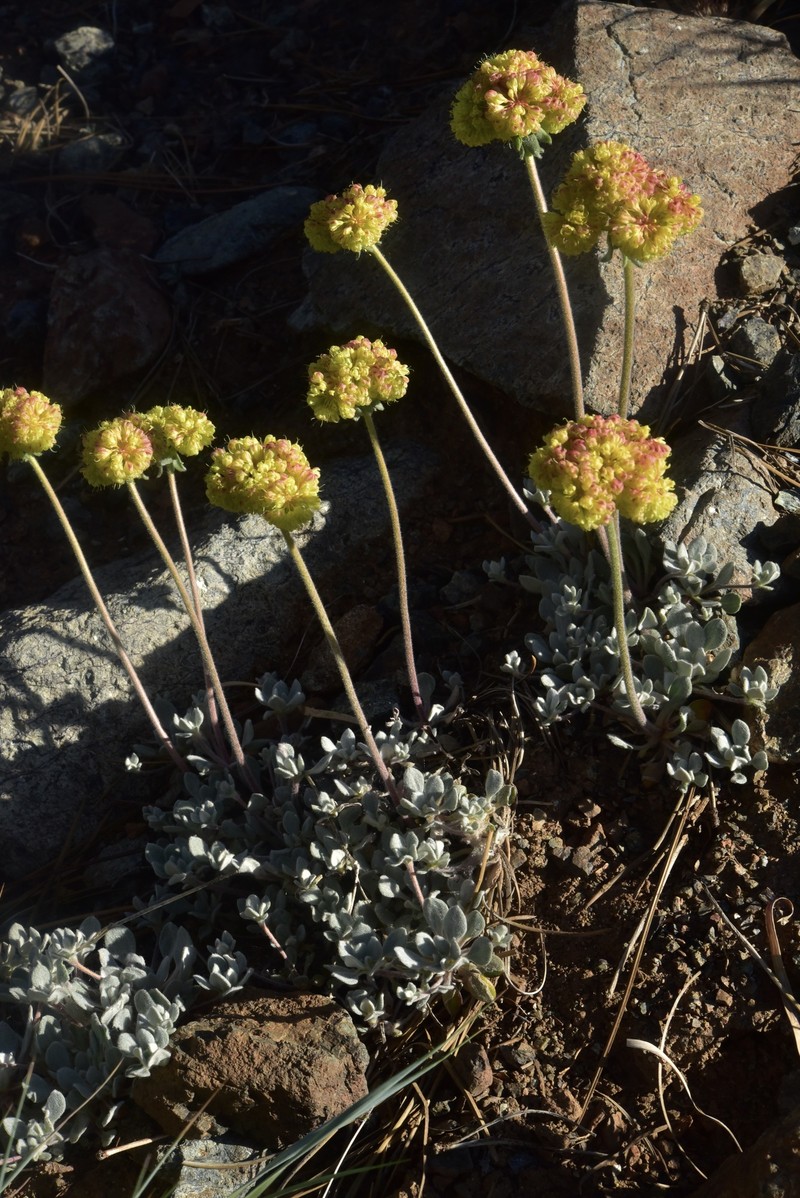 Eriogonum umbellatum var. humistratum