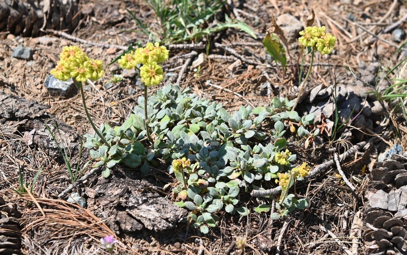 Eriogonum umbellatum var. humistratum photo 2