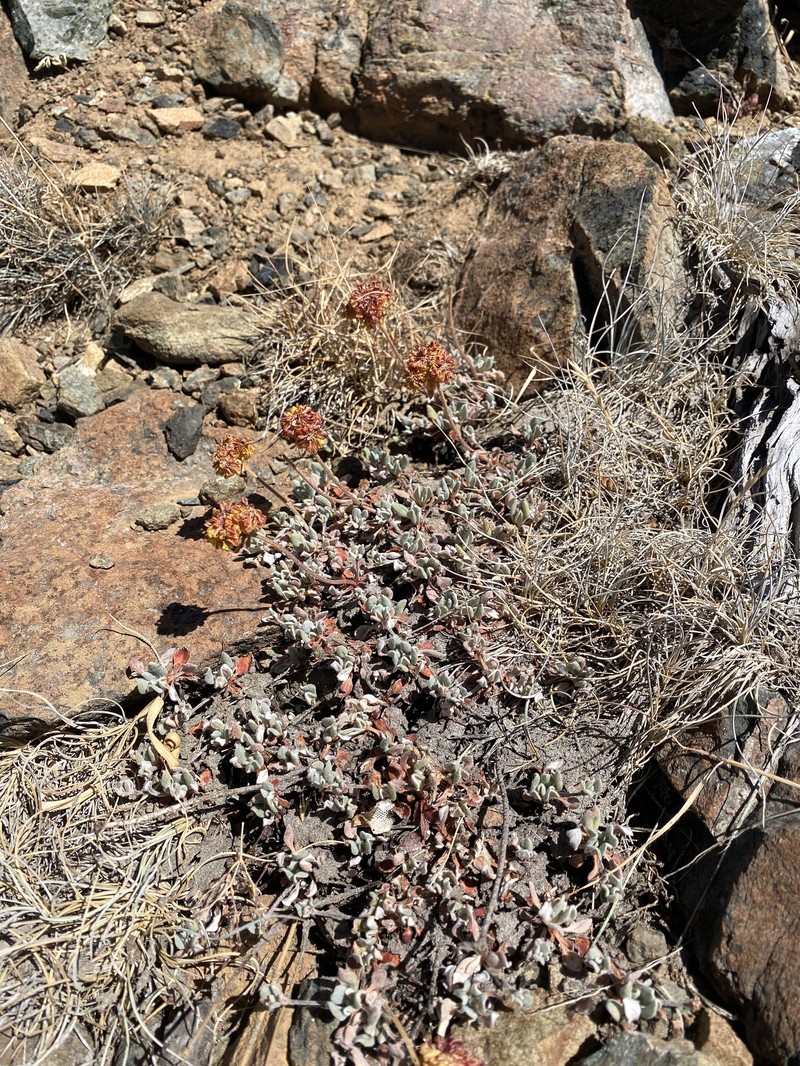 Eriogonum umbellatum var. humistratum photo 3